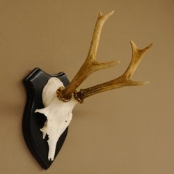 Rehbock Reh Bock Geweih Rehgeweih auf Trophäenschild 603.242