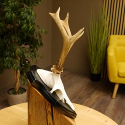 Rehbock Reh Bock Geweih Rehgeweih auf Trophäenschild 603.242