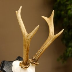 Rehbock Reh Bock Geweih Rehgeweih auf Trophäenschild 603.242