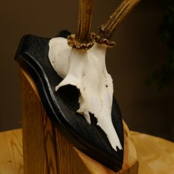 Rehbock Reh Bock Geweih Rehgeweih auf Trophäenschild 603.242