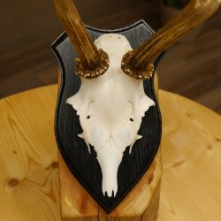 Rehbock Reh Bock Geweih Rehgeweih auf Trophäenschild 603.242