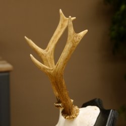 Rehbock Reh Bock Geweih Rehgeweih auf Trophäenschild 603.242