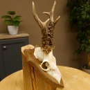 Rehbock älteres Reh Bock Geweih Rehgeweih auf Trophäenschild 603.243