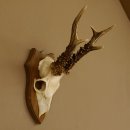 Rehbock älteres Reh Bock Geweih Rehgeweih auf Trophäenschild 603.243