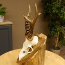 Rehbock älteres Reh Bock Geweih Rehgeweih auf Trophäenschild 603.243