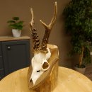 Rehbock älteres Reh Bock Geweih Rehgeweih auf Trophäenschild 603.243