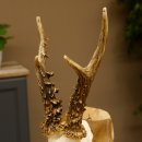 Rehbock älteres Reh Bock Geweih Rehgeweih auf Trophäenschild 603.243
