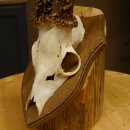 Rehbock älteres Reh Bock Geweih Rehgeweih auf Trophäenschild 603.243