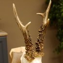 Rehbock älteres Reh Bock Geweih Rehgeweih auf Trophäenschild 603.243
