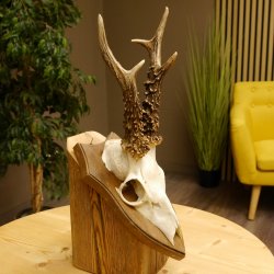 Rehbock älteres Reh Bock Geweih Rehgeweih auf Trophäenschild 603.243