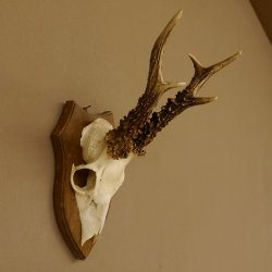 Rehbock älteres Reh Bock Geweih Rehgeweih auf Trophäenschild 603.243