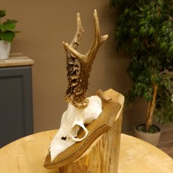 Rehbock älteres Reh Bock Geweih Rehgeweih auf Trophäenschild 603.243