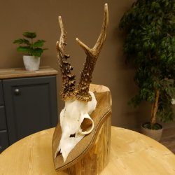 Rehbock älteres Reh Bock Geweih Rehgeweih auf Trophäenschild 603.243