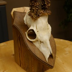 Rehbock älteres Reh Bock Geweih Rehgeweih auf Trophäenschild 603.243