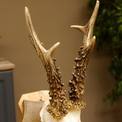 Rehbock älteres Reh Bock Geweih Rehgeweih auf Trophäenschild 603.243
