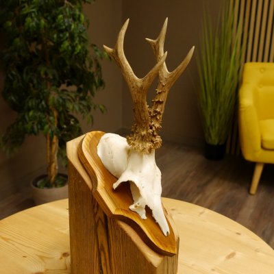 Rehgeweih Reh Geweih Gehörn Rehstangen Stangen Trophäenschild 602.380