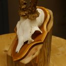 Rehgeweih Reh Geweih Gehörn Rehstangen Stangen Trophäenschild 602.380