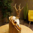 Rehgeweih Reh Geweih Gehörn Rehstangen Stangen Trophäenschild 602.380