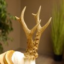 Rehgeweih Reh Geweih Gehörn Rehstangen Stangen Trophäenschild 602.380