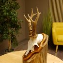 Rehgeweih Reh Geweih Gehörn Rehstangen Stangen Trophäenschild 602.380