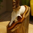 Rehgeweih Reh Geweih Gehörn Rehstangen Stangen Trophäenschild 602.380