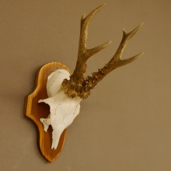 Rehgeweih Reh Geweih Gehörn Rehstangen Stangen Trophäenschild 602.380