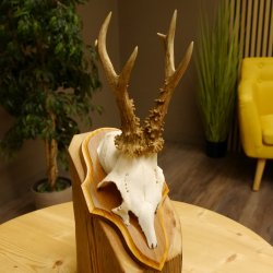 Rehgeweih Reh Geweih Gehörn Rehstangen Stangen Trophäenschild 602.380