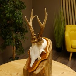 Rehgeweih Reh Geweih Gehörn Rehstangen Stangen Trophäenschild 602.380