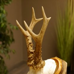 Rehgeweih Reh Geweih Gehörn Rehstangen Stangen Trophäenschild 602.380