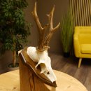 Rehgeweih Reh Geweih Gehörn Rehstangen Stangen Trophäenschild 602.381