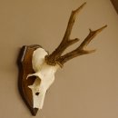 Rehgeweih Reh Geweih Gehörn Rehstangen Stangen Trophäenschild 602.381