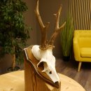 Rehgeweih Reh Geweih Gehörn Rehstangen Stangen Trophäenschild 602.381