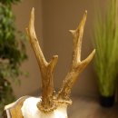 Rehgeweih Reh Geweih Gehörn Rehstangen Stangen Trophäenschild 602.381