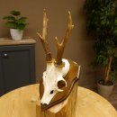 Rehgeweih Reh Geweih Gehörn Rehstangen Stangen Trophäenschild 602.381