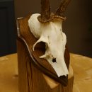 Rehgeweih Reh Geweih Gehörn Rehstangen Stangen Trophäenschild 602.381