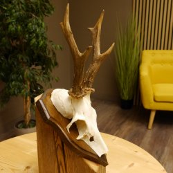 Rehgeweih Reh Geweih Gehörn Rehstangen Stangen Trophäenschild 602.381