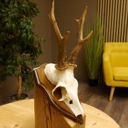 Rehgeweih Reh Geweih Gehörn Rehstangen Stangen Trophäenschild 602.381