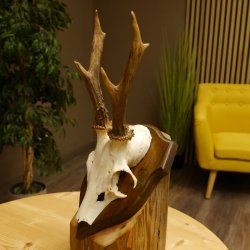 Rehgeweih Reh Geweih Gehörn Rehstangen Stangen Trophäenschild 602.381