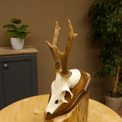 Rehgeweih Reh Geweih Gehörn Rehstangen Stangen Trophäenschild 602.381