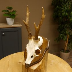 Rehgeweih Reh Geweih Gehörn Rehstangen Stangen Trophäenschild 602.381