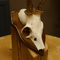 Rehgeweih Reh Geweih Gehörn Rehstangen Stangen Trophäenschild 602.381