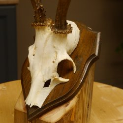 Rehgeweih Reh Geweih Gehörn Rehstangen Stangen Trophäenschild 602.381