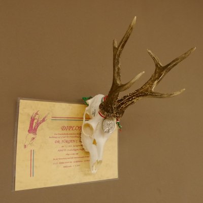 Rehgeweih Medaillenklasse silber 465 g CIC 115,35 IP hochkapitaler Bock Reh Geweih Gehörn