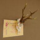 Rehgeweih Medaillenklasse silber 465 g CIC 115,35 IP...