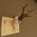 Rehgeweih Medaillenklasse silber 465 g CIC 115,35 IP...