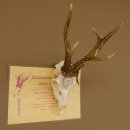 Rehgeweih Medaillenklasse silber 465 g CIC 115,35 IP hochkapitaler Bock Reh Geweih Gehörn