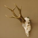 Rehgeweih Medaillenklasse silber 465 g CIC 115,35 IP hochkapitaler Bock Reh Geweih Gehörn