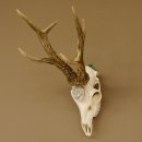 Rehgeweih Medaillenklasse silber 465 g CIC 115,35 IP hochkapitaler Bock Reh Geweih Gehörn