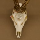 Rehgeweih Medaillenklasse silber 465 g CIC 115,35 IP hochkapitaler Bock Reh Geweih Gehörn