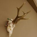 Rehgeweih Medaillenklasse silber 465 g CIC 115,35 IP hochkapitaler Bock Reh Geweih Gehörn